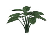 Calathea - 3Д Модели (природа)