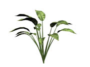 Aglaonema(2 вида текстур) - 3Д Модели (природа)